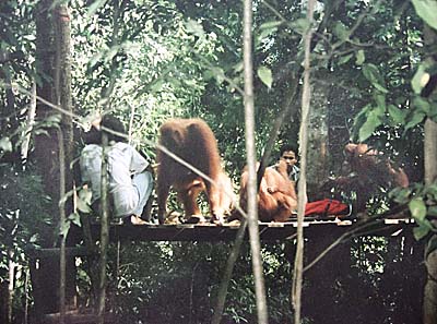 'Orangutan Feeding Session | Bukit Lawang | Feeding Platform' by Asienreisender